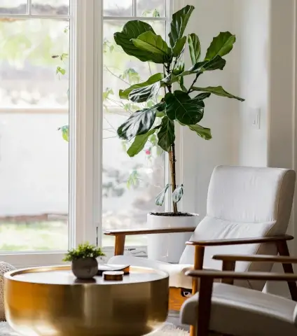 Plant on a side table in a bright, well-kept rental interior